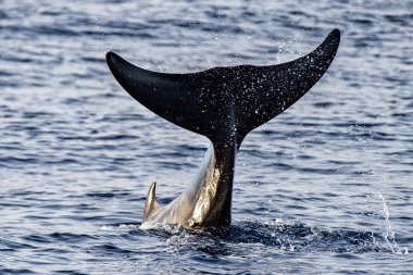 Nadir kaz gagalı balina yunus Ziphius cavirostris