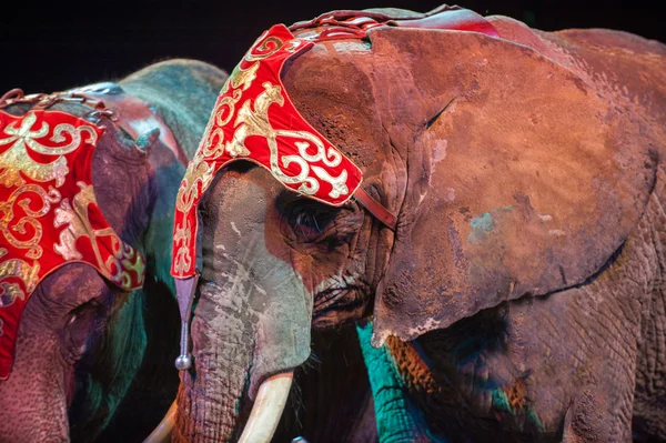 Circus elephant close up detail on the black — Stock Photo, Image