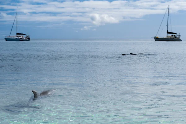 stock image monkey mia dolphins near the shore