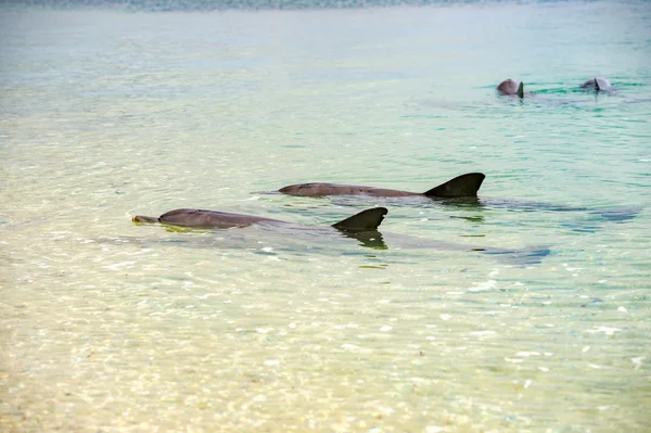 Monkey mia dolphins near the shore — Stock Photo, Image