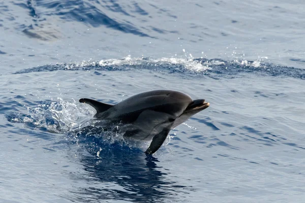 Dolphin while jumping in the deep blue sea — Stock Photo, Image