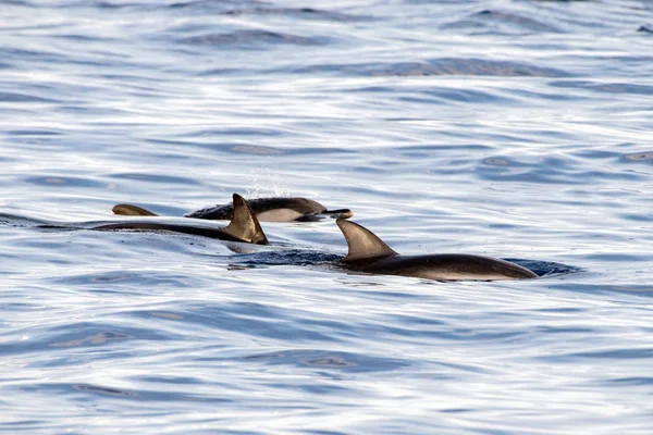 Delfines mientras nadan en el mar azul profundo — Foto de Stock