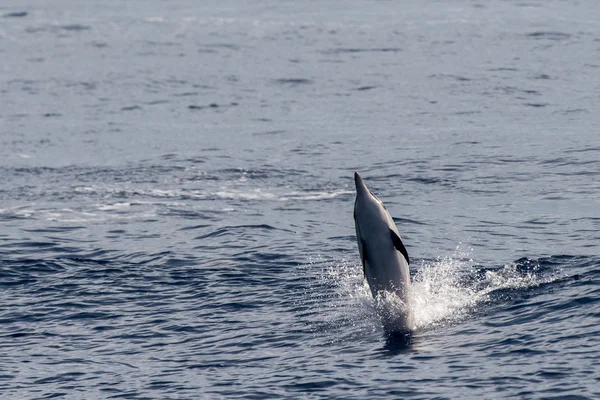 Dolphin while jumping in the deep blue sea — Stock Photo, Image