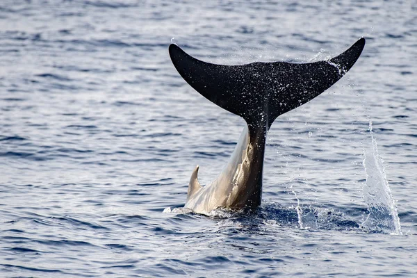 Delfín de ballena de pico de ganso raro Ziphius cavirostris —  Fotos de Stock