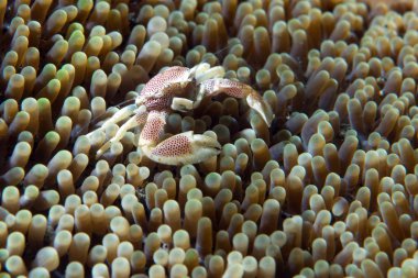 Porselen yengeç ve palyaço balık anemone içinde