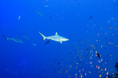 Grey shark ready to attack underwater in the blue clipart