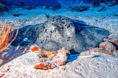 Dev blackparsnip stingray balık gece dalış sırasında