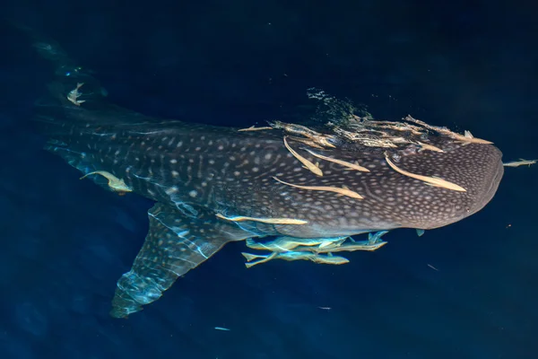 Žralok velryby skončit pod vodou portrét v noci — Stock fotografie