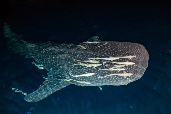 Tiburón ballena primer plano retrato submarino en la noche — Foto de Stock