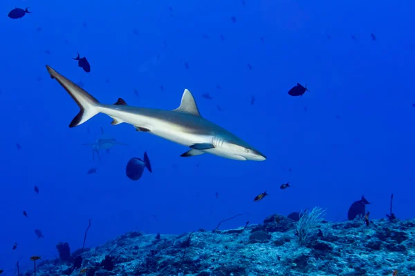 Tiburón gris listo para atacar bajo el agua en el azul — Foto de Stock