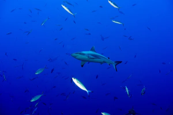 Tiburón gris listo para atacar bajo el agua en el azul —  Fotos de Stock