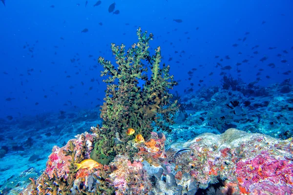 Maldives corals and Fish underwater panorama — Stock Photo, Image