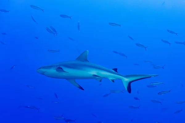 Gotowy do ataku pod wodą na niebiesko szary rekin — Zdjęcie stockowe