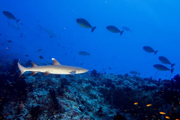 Tubarão cinzento pronto para atacar debaixo d 'água no azul — Fotografia de Stock