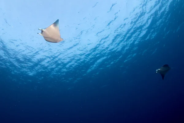 Manta in the blue ocean background portrait — Stock Photo, Image