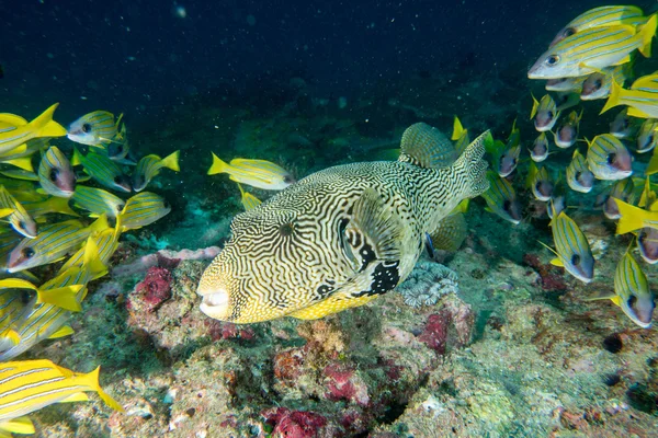 Caixa oceânica gigante peixe puffer retrato subaquático — Fotografia de Stock
