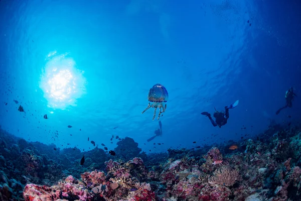 Quallen in Malediven Korallen und Fische Unterwasserpanorama — Stockfoto