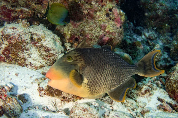 Trigger titan peixe defendendo seu ninho debaixo d 'água — Fotografia de Stock