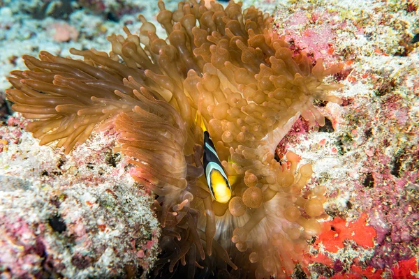 Clownfische in roten Anemonen auf den Malediven — Stockfoto