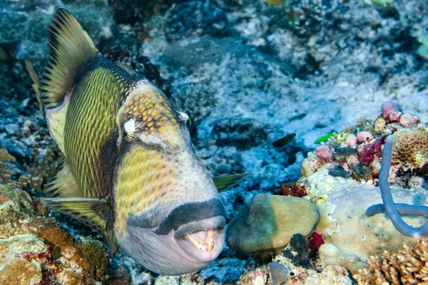 Pesce grilletto titano alle Maldive close up portrait — Foto Stock