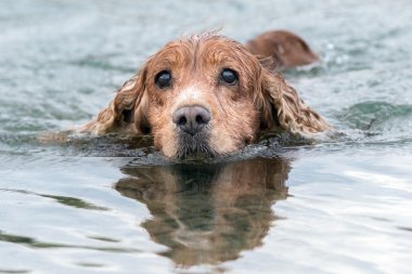 Suda çalıştırırken İngiliz cocker spaniel köpek yavrusu genç köpek