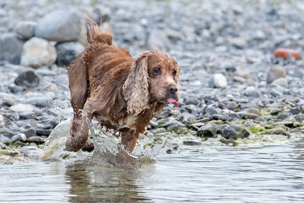 Filhote de cachorro jovem cão Inglês cocker spaniel enquanto corre na água — Fotografia de Stock