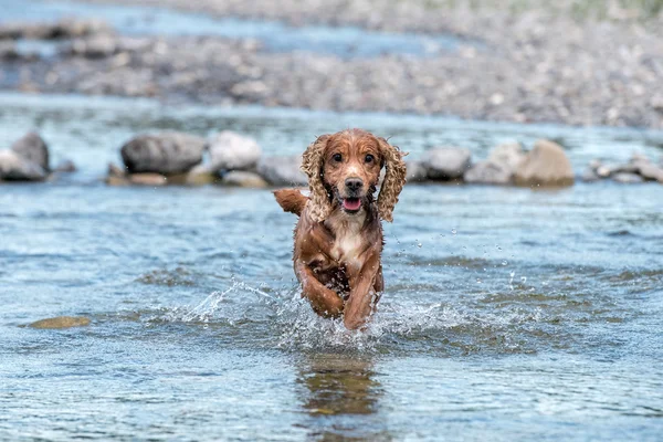 Cachorro joven perro inglés cocker spaniel mientras se ejecuta en el agua — Foto de Stock