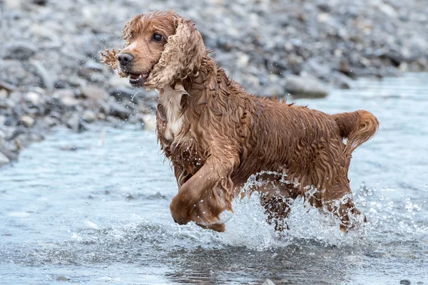 Filhote de cachorro jovem cão Inglês cocker spaniel enquanto corre na água — Fotografia de Stock