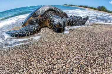 Yeşil Kaplumbağa sahile Hawaii büyük ada