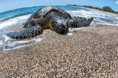 Green Turtle at big island on the shore in Hawaii clipart