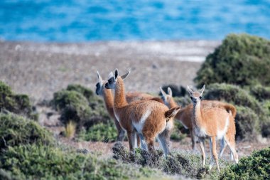 çok portre Arjantin Patagonya'yakın çekim