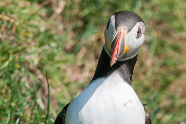 Retrato de puffin no fundo de grama verde — Fotografia de Stock