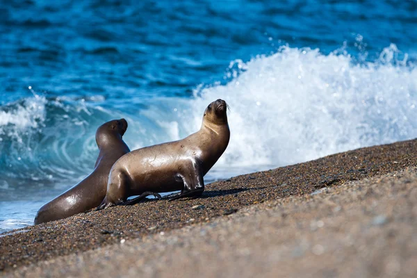 Seelöwe am Strand in Patagonien aus nächster Nähe Detail — Stockfoto