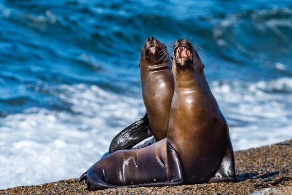 Leão marinho na praia na Patagônia enquanto ruge — Fotografia de Stock