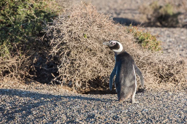 Patagonya penguen yakın plaj portre çekim — Stok fotoğraf