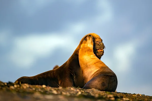 Leão marinho na praia na Patagônia enquanto se beija — Fotografia de Stock
