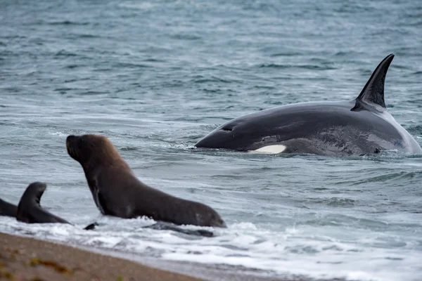 Orca greift Robbe am Strand an — Stockfoto