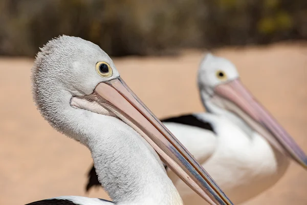 Pelikán zblízka portrétní na pláži — Stock fotografie