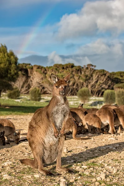Kangoeroe portret dicht omhoog portret naar je kijken — Stockfoto