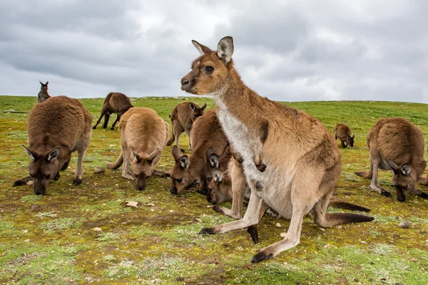 すぐカンガルーの肖像画の肖像画を見てください。 — ストック写真