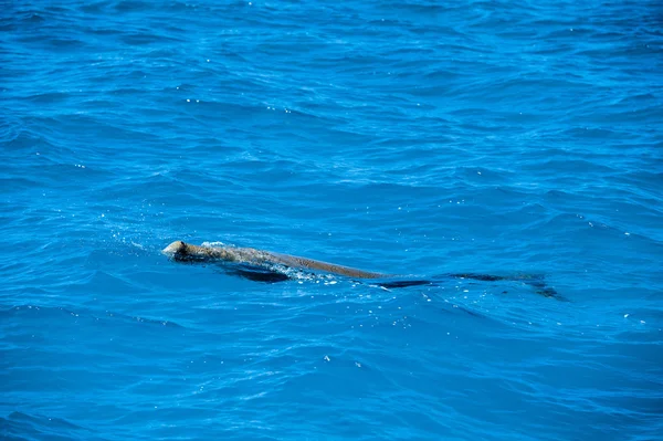 Australia dugong mientras nada en la superficie del mar —  Fotos de Stock