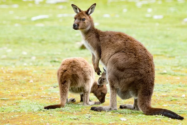 Känguru Portrait Nahaufnahme Portrait Blick auf dich — Stockfoto