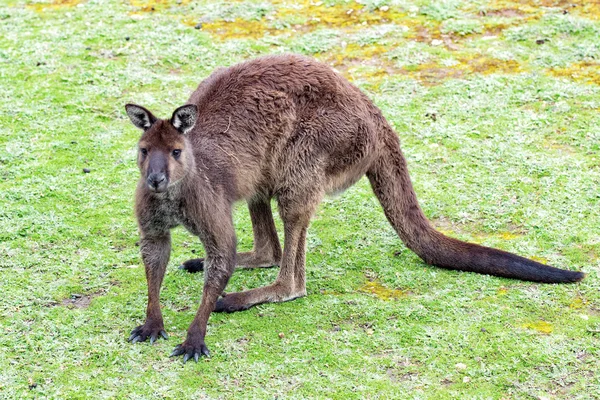 Kangaroo stående nära upp stående titta på dig — Stockfoto