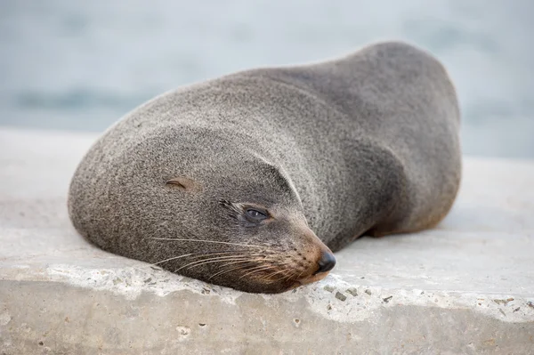 Australia Fur seal cerrar retrato mientras se relaja —  Fotos de Stock