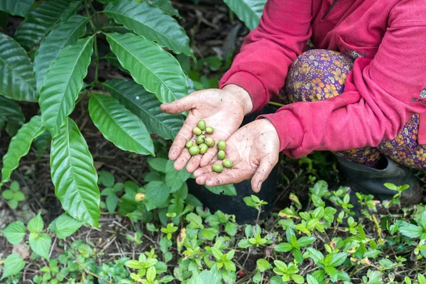 Ongebrande koffie van de rijpe zaden van Indonesië bali eiland — Stockfoto