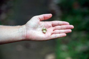 ham olgun kahve çekirdeği Endonezya'nın bali Adası