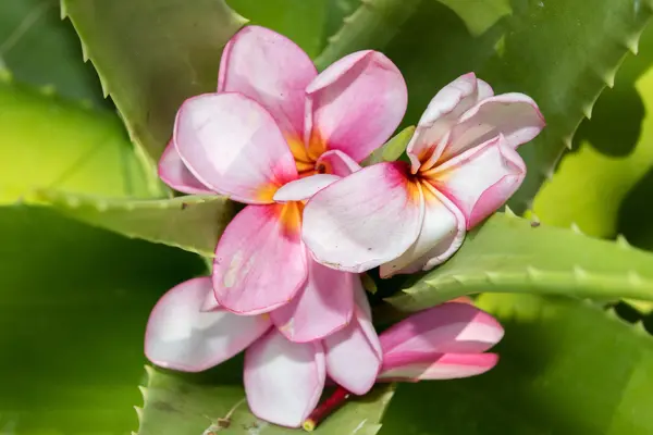 Spa Blommor kronblad närbild detalj isolerade — Stockfoto