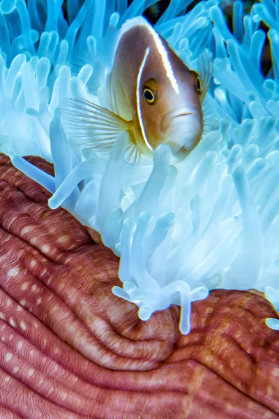 Klaun ryb wewnątrz czerwony Anemon w Indonezji — Zdjęcie stockowe