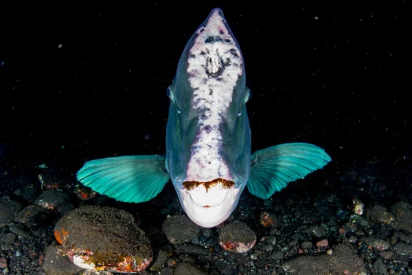 Bumphead parrotfish close up portrait underwater detail — Stock Photo, Image