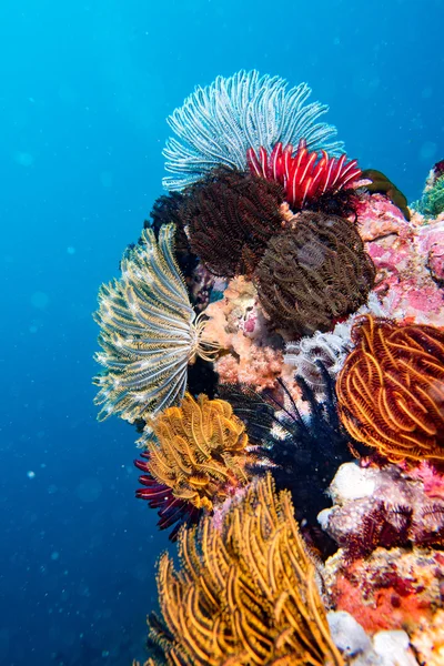 Crinoide bajo el agua mientras bucea de diferentes colores —  Fotos de Stock